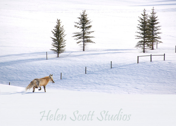 Winter 6