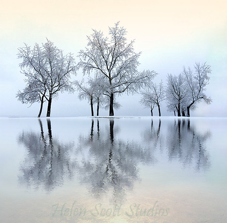 Ice forest